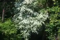 大六天麻王神社の自然