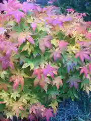 多賀神社の自然