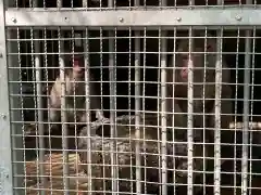 日吉大社の動物