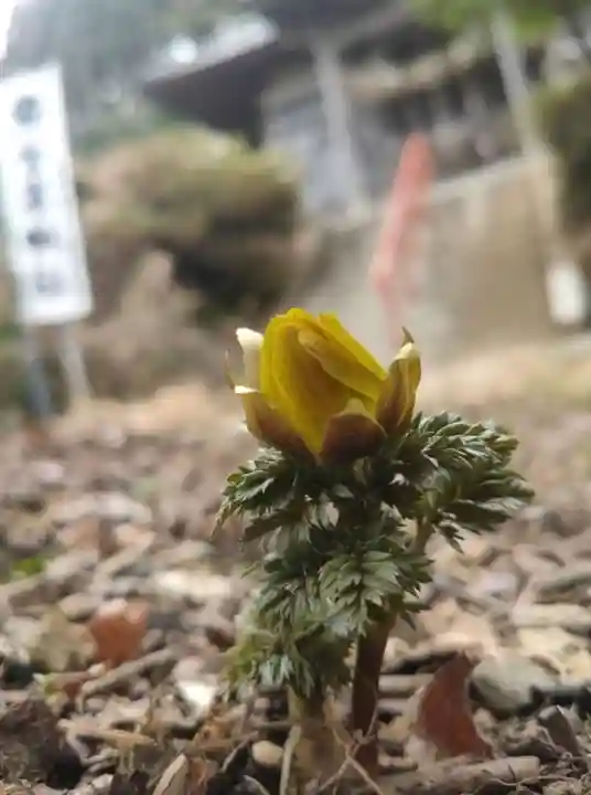 上山八幡宮(宮城県)