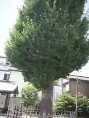 子安八幡神社(北糀谷)の自然