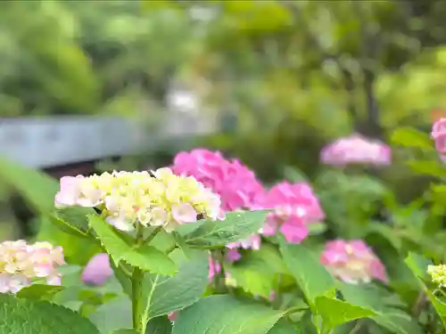 大湯薬師堂の自然