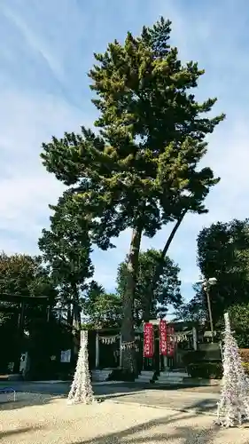 中野沼袋氷川神社の自然