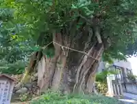 五所神社の自然