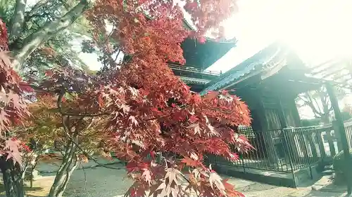 大樹寺（松安院大樹寺）(愛知県)
