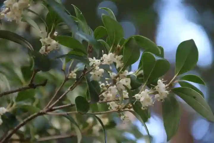 阿久津「田村神社」(郡山市阿久津町)旧社名:伊豆箱根三嶋三社の庭園