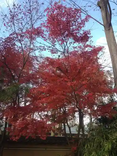 観泉寺の自然