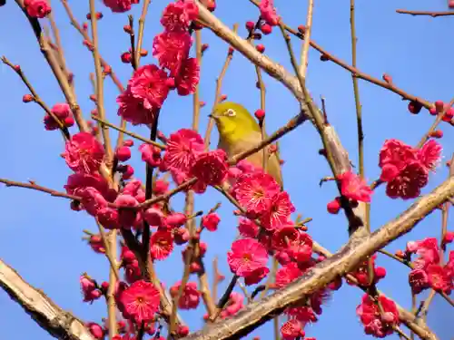 亀戸天神社の動物