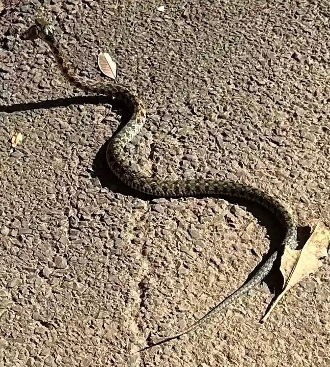 麻賀多神社(千葉県)