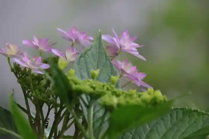 豊景神社の庭園