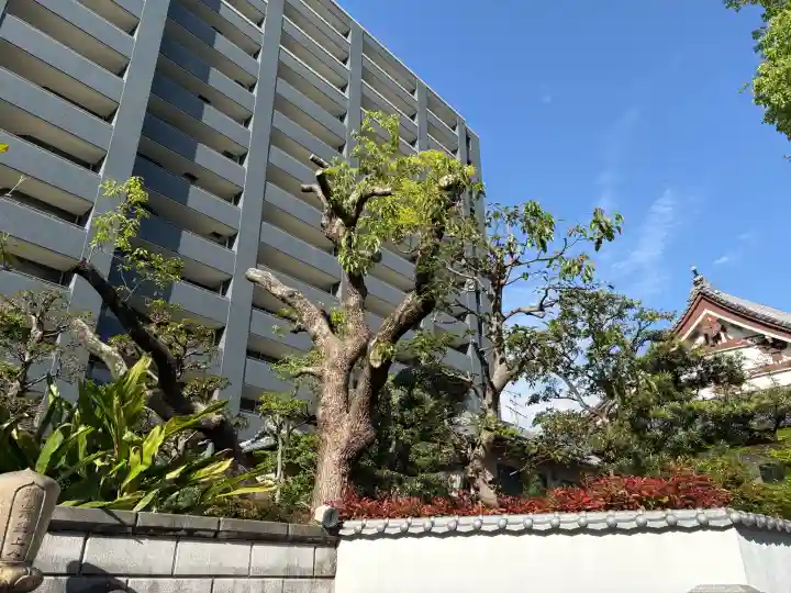 専念寺の{uncategorized: "未分類", other: "その他", undefined: "問題あり", building: "その他建物", grave: "お墓", sacred_gate: "鳥居", guardian: "狛犬", statue: "像", buddha: "仏像", history: "歴史", nature: "自然", garden: "庭園", animal: "動物", pagoda: "塔", temizu: "手水舎", mountain_gate: "山門・神門", sanctuary: "本殿・本堂", subordinate: "末社・摂社", art: "芸術", scenery: "景色", jizo: "地蔵", ema: "絵馬", goshuin: "御朱印", omikuji: "おみくじ", items: "授与品その他", amulet: "お守り", goshuincho: "御朱印帳", eats: "食事", festival: "お祭り", votive_dance: "神楽", shichigosan: "七五三参", wedding: "結婚式", experience: "体験その他", initially: "初詣", around: "周辺", anti_infection: "感染症対策"}