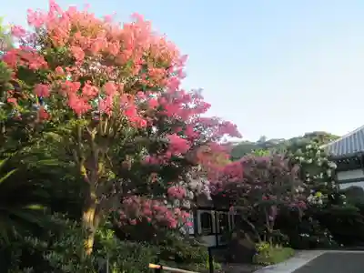 長谷寺の自然