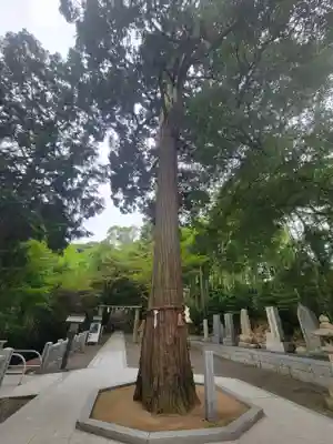 石鎚神社 口之宮 本社(愛媛県)