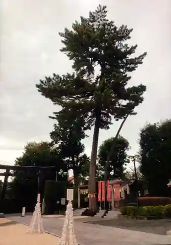 中野沼袋氷川神社(東京都)