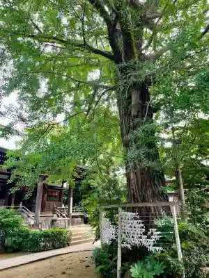 奥澤神社(東京都)