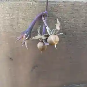 七重浜海津見神社(北海道)(2025年10月20日(月) 08時24分01秒投稿)