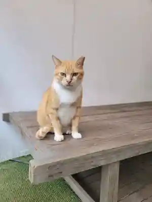 縣主神社(岡山県)