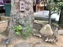 高木神社の自然