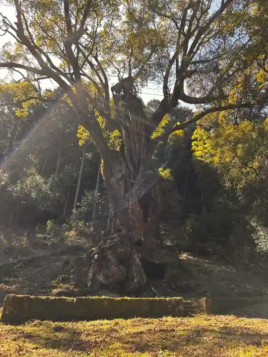 武雄神社の{uncategorized: "未分類", other: "その他", undefined: "問題あり", building: "その他建物", grave: "お墓", sacred_gate: "鳥居", guardian: "狛犬", statue: "像", buddha: "仏像", history: "歴史", nature: "自然", garden: "庭園", animal: "動物", pagoda: "塔", temizu: "手水舎", mountain_gate: "山門・神門", sanctuary: "本殿・本堂", subordinate: "末社・摂社", art: "芸術", scenery: "景色", jizo: "地蔵", ema: "絵馬", goshuin: "御朱印", omikuji: "おみくじ", items: "授与品その他", amulet: "お守り", goshuincho: "御朱印帳", eats: "食事", festival: "お祭り", votive_dance: "神楽", shichigosan: "七五三参", wedding: "結婚式", experience: "体験その他", initially: "初詣", around: "周辺", anti_infection: "感染症対策"}
