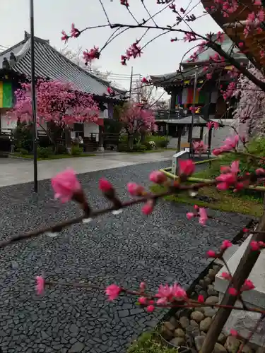 宝勝山　南藏院   蓮光寺の庭園