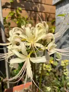 日蓮宗 安楽寺の自然(2020年09月22日(火) 11時05分40秒投稿)