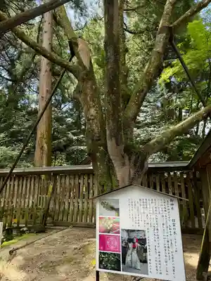 天岩戸神社(宮崎県)
