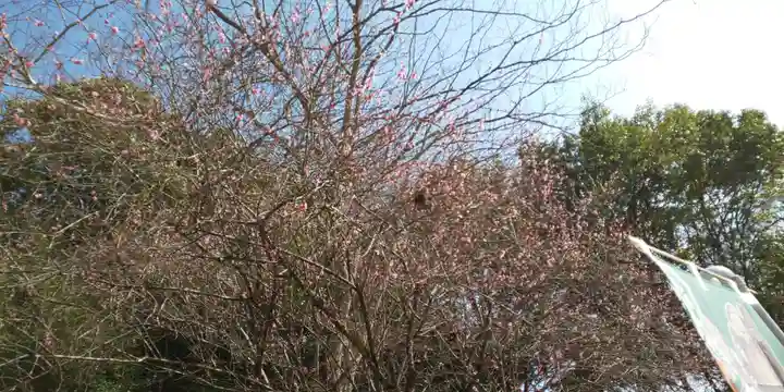 出雲大神宮の自然