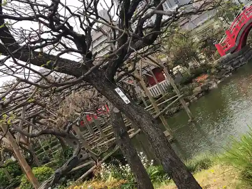 亀戸天神社の庭園