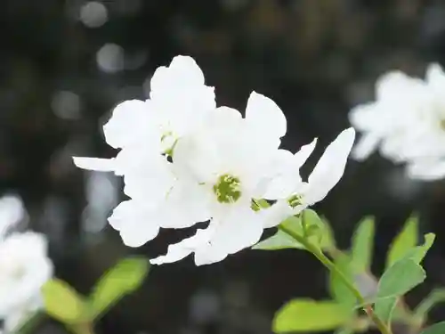 立志神社の自然