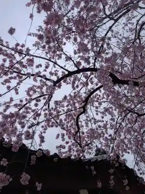 新井薬師(梅照院)(東京都)