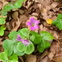 牛嶋天満宮の自然