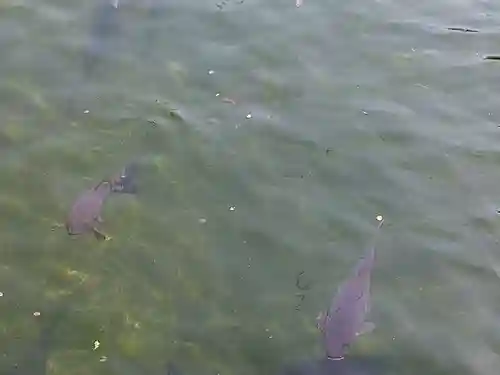 真清田神社の動物