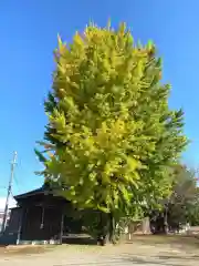 八坂神社(埼玉県)