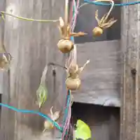 七重浜海津見神社(北海道)