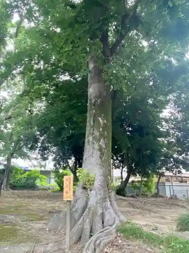 木下神社の自然