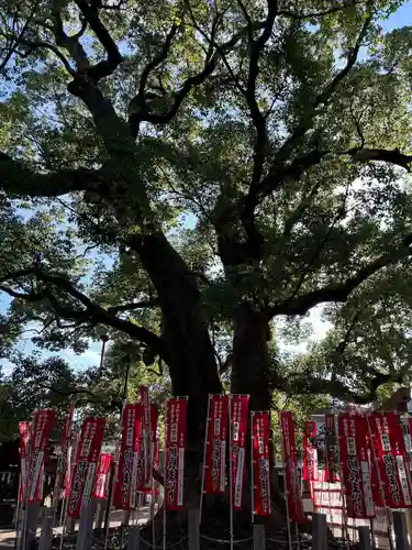 住吉大社(大阪府)