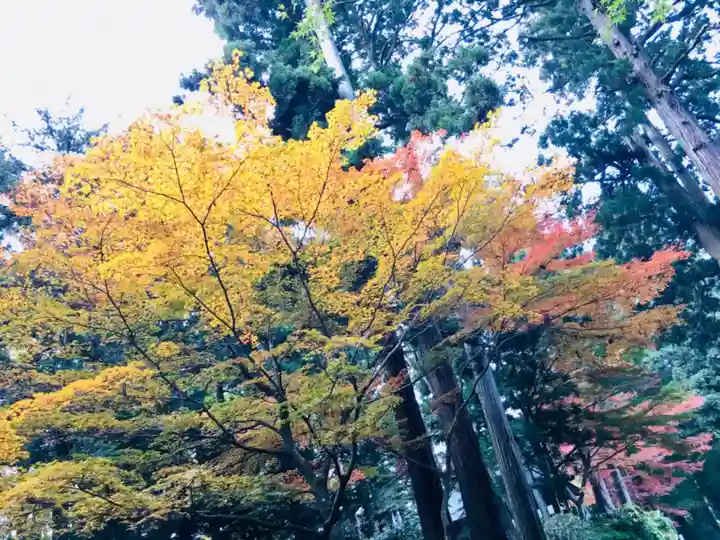 中尊寺本堂の自然