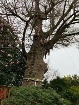 荏柄天神社(神奈川県)