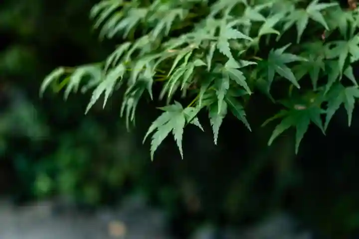 富士山本宮浅間大社(静岡県)