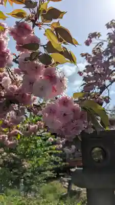 六孫王神社(京都府)