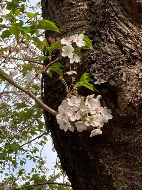 尉殿神社の自然