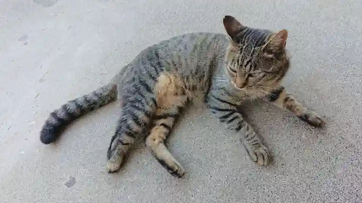 蓮華寺(静岡県)