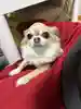 シントイスト