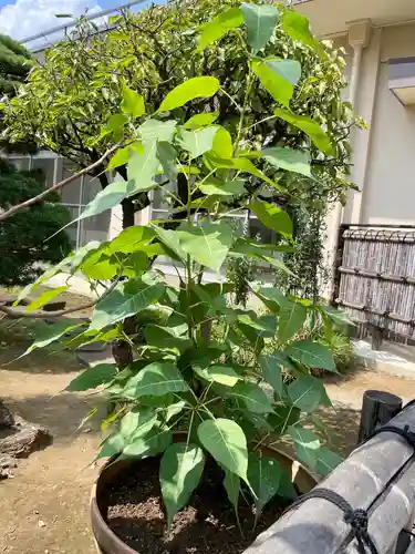 福王山  慈眼寺の自然