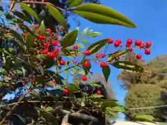 佐野赤城神社の自然