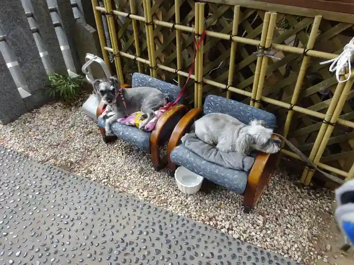 菊名神社の動物