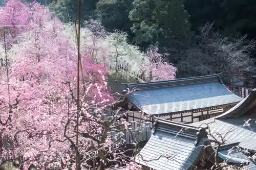 大縣神社の自然