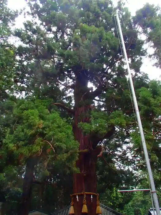 大御食神社の建物その他