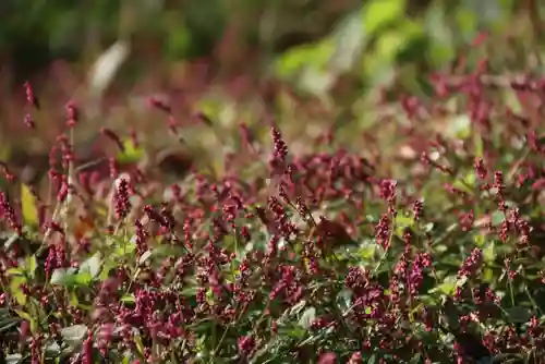 阿久津「田村神社」（郡山市阿久津町）旧社名：伊豆箱根三嶋三社の自然