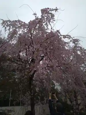伝通院(東京都)